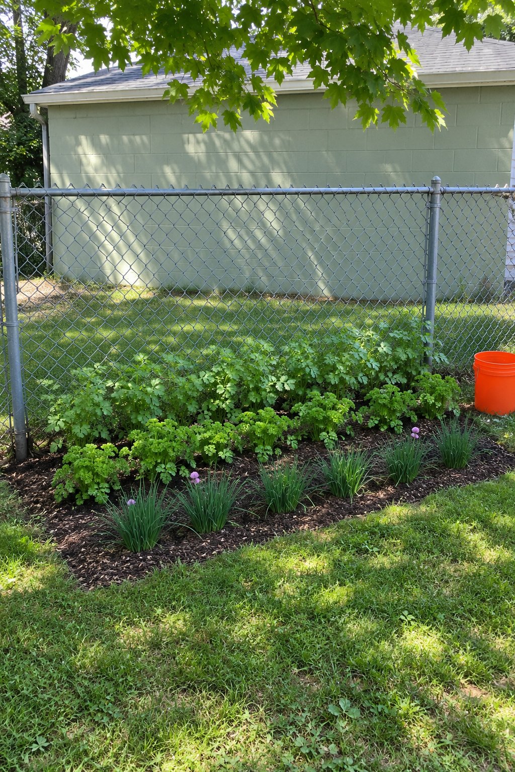 Small herb garden ideas for part shade, a bed of parsley, chives and cilantro at the foot of a back fence under a tree